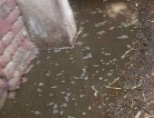 مياه الصرف الصحى تهدد منازل قرية "بنى حرب" فى محافظة سوهاج