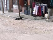 قارئ يرصد الكلاب المنتشرة فى شارع الأصبغ بالزيتون ويطالب بتطهير المنطقة
