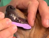 بالخطوات .. إزاى تغسل أسنان كلبك بدون خطر؟