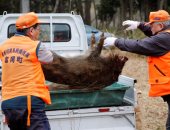 تصاعد أزمة التلوث فى الصين بعد العثور على 300 طن من الخنازير النافقة
