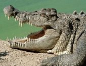 اكتشاف تشابه بين جمجمة التمساح والدولفين