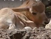 بالفيديو.. بعد الإعلان عن ولادته.. شاهد أول لقطات لمولود "أبو عدس" بحديقة الحيوان