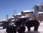 بالفيديو.. الشرطة الكندية تقتل مواطنا روسيا بالرصاص لانتهاكه قواعد المرور