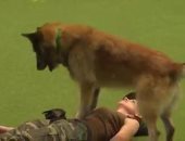 بالفيديو.. كلب يجرى إنعاشا لقلب مدربته فى عرض عسكرى ببريطانيا 