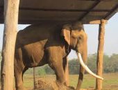 فيل يقتل مدربه فى منشأة ترفيهية غربى اليابان