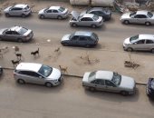 الكلاب الضالة مشكلة تؤرق أهالى شارع مكرم عبيد بمدينة نصر
