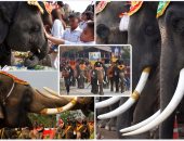 تايلاند تحتفل باليوم الوطنى للفيلة