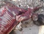 بالصور.. مواطنون بالفيوم يعثرون على حمير مذبوحة وملقاة بالطريق