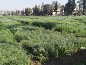 "س & ج".. ما لا تعرفه عن زراعة الكتان بمصر؟.. يستخدم فى صناعة "البنكنوت"