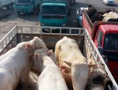 بالصور.. ضبط 10 سيارات محملة بـ70 رأس ماشية مهربة من ليبيا بمطروح