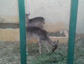 بالفيديو والصور.. "البدر بان" حديقة حيوان فشلت الوادى الجديد فى تنفيذها وأنجزها مواطن