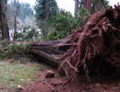 مصرع 20 شخصا بعد سقوط شجرة ضخمة عليهم قرب شلال فى غانا