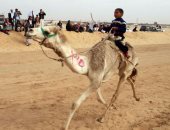 انطلاق مهرجان الإسماعيلية الدولى الـ16 لسباق الهجن