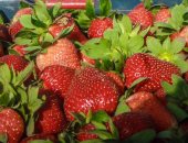 الزراعة توافق على تصدير 700 ألف شتلة فراولة مبردة الى ليبيا