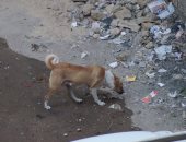 صور.. كلب مسعور يعقر 3 أطفال أثناء لعبهم أمام منزلهم فى أسوان