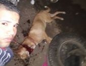 الداخلية تلاحق شابا ذبح كلبا بالمنوفية ونشر صوره على مواقع التواصل
