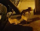 بالصور..انتشار "الكلاب الضالة" بشارع الإخشيد فى منيل الروضة  