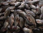 ضبط 750 كيلو أسماك غير صالحة للاستهلاك الآدمى فى قها