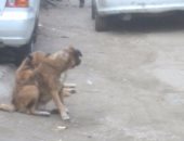 قارئ يشكو من انتشار الكلاب الضالة بشارع الاعتماد بإمبابة