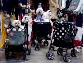 بالصور.. انطلاق المعرض الدولى للترفيه عن الكلاب فى اليابان