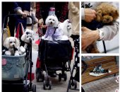 معرض دولى للترفيه عن الكلاب باليابان