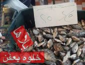 التموين تحاصر تجار الأسماك الجشعين وعشرات المخالفات لعدم إعلان الأسعار