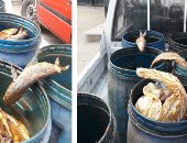 الداخلية تضبط 500 كيلو أسماك فاسدة و10طن أحشاء حيوانات فى حملات تموينية