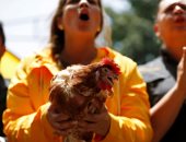 بالصور.. مظاهرات بـ"الفراخ" فى فنزويلا ضد الرئيس نيكولاس مادورو