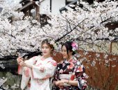 بالصور.. احتفالات اليابانيين بعيد الربيع وسط أزهار الكرز