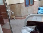 قارئة ترصد تجول قطة فى غرف المرضى بـ"قصر العينى"