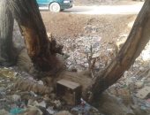 بالفيديو والصور.. سكان شوارع الداخلة يتضررون من شجرة سنط عمرها 80 عاما