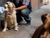 حيوانات متدلعة.. بالصور.. متجر مكسيكى يصنع آيس كريم خاص للكلاب