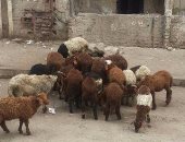 سقوط تشكيل عصابى تخصص فى سرقة الماشية بمحافظة بورسعيد