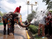 بالصور.. مهرجان رش المياه بالأفيال فى تايلاند