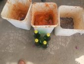 بالصور.. ضبط 3 بائعين بحوزتهم أسماك مملحة غير صالحة للاستهلاك الآدمى بسوهاج