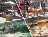 "فى شم النسيم" تعرف على الأماكن المفضلة لزوار حديقة حيوان الجيزة