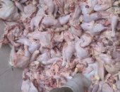  بالفيديو والصور.. تفاصيل واقعة ضبط مصنع يبيع دواجن وأسماك نافقة بالقليوبية