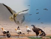 بالصور.. طيور أفريقيا تهبط فى حلايب وشلاتين استعدادا للهجرة لأوروبا