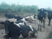 بالصور.. عشرات الأبقار ترعى على حشائش برك الصرف الصحى بالخارجة