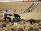 نائب يطالب الحكومة بإعلان أسعار توريد القمح لتشجيع الفلاحين على زراعته