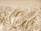 "الصناعات الغذائية": ارتفاع الأسعار العالمية للقمح والذرة الصفراء