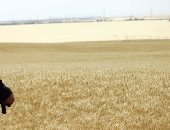 تموين سوهاج: توريد 13 ألف طن من القمح إلى الشون والصوامع