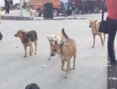 تداول فيديو لسيدة استنشقت رائحة السم المستخدم فى القضاء على الكلاب الضالة