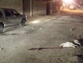  "بيطرى الجيزة": وقف حملات مكافحة الكلاب الضالة بأكتوبر