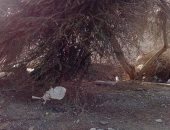 بالصور.. أهالى مرسى علم والمحميات يتصدون لمحاولة قطع شجرة عمرها 100 عام