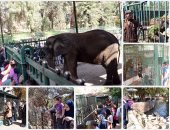 المواطنون يتوافدون على حديقة حيوانات الجيزة لقضاء أجازة "تحرير سيناء"