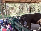 الزراعة: مفاوضات مع الهند لإهداء 3 أفيال لحديقتى حيوان الجيزة والإسكندرية