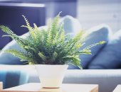4 نصائح لتنقية الهواء داخل منزلك.. "النباتات المنزلية والسجاد المنخفض"