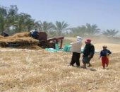 وكيل وزارة الزراعة بدمياط: توريد 161 طن قمح للشوان والمطاحن