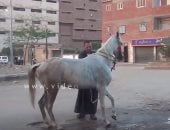 بالفيديو.. "حصان" يقطع الطريق فى الجيزة بسبب "وصلة رقص"